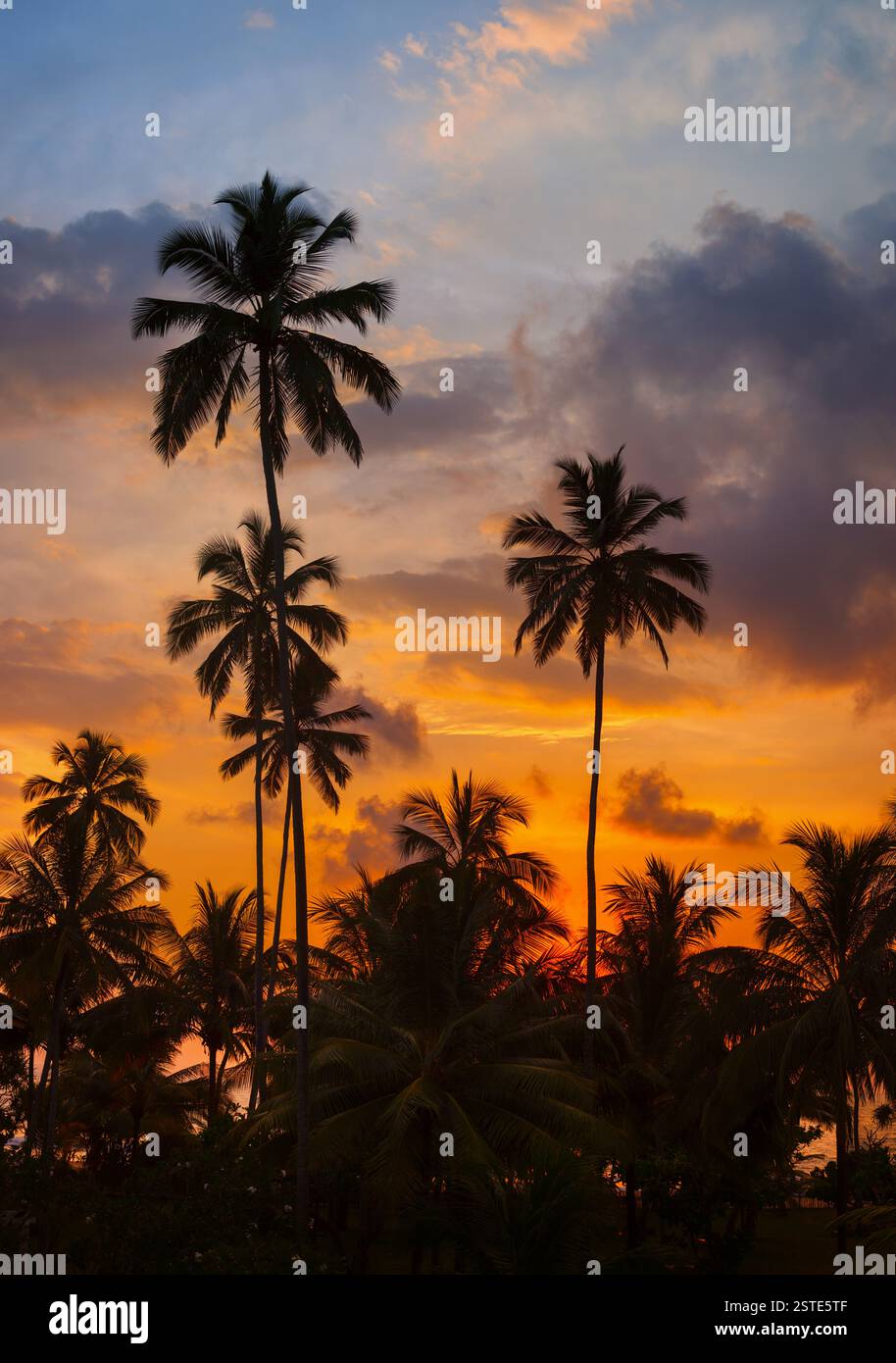 Palme tropicali contro il cielo al tramonto Foto Stock