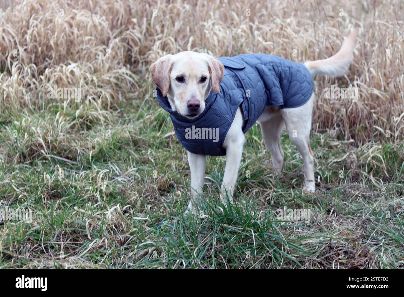 Labrador Retriever in una giacca calda in piedi sul campo. Foto ravvicinata di un giovane cane obbediente. Erba secca su sfondo. Foto Stock