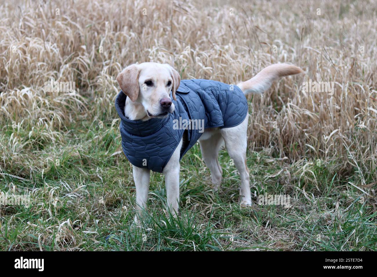 Labrador Retriever in una giacca calda in piedi sul campo. Foto ravvicinata di un giovane cane obbediente. Erba secca su sfondo. Foto Stock