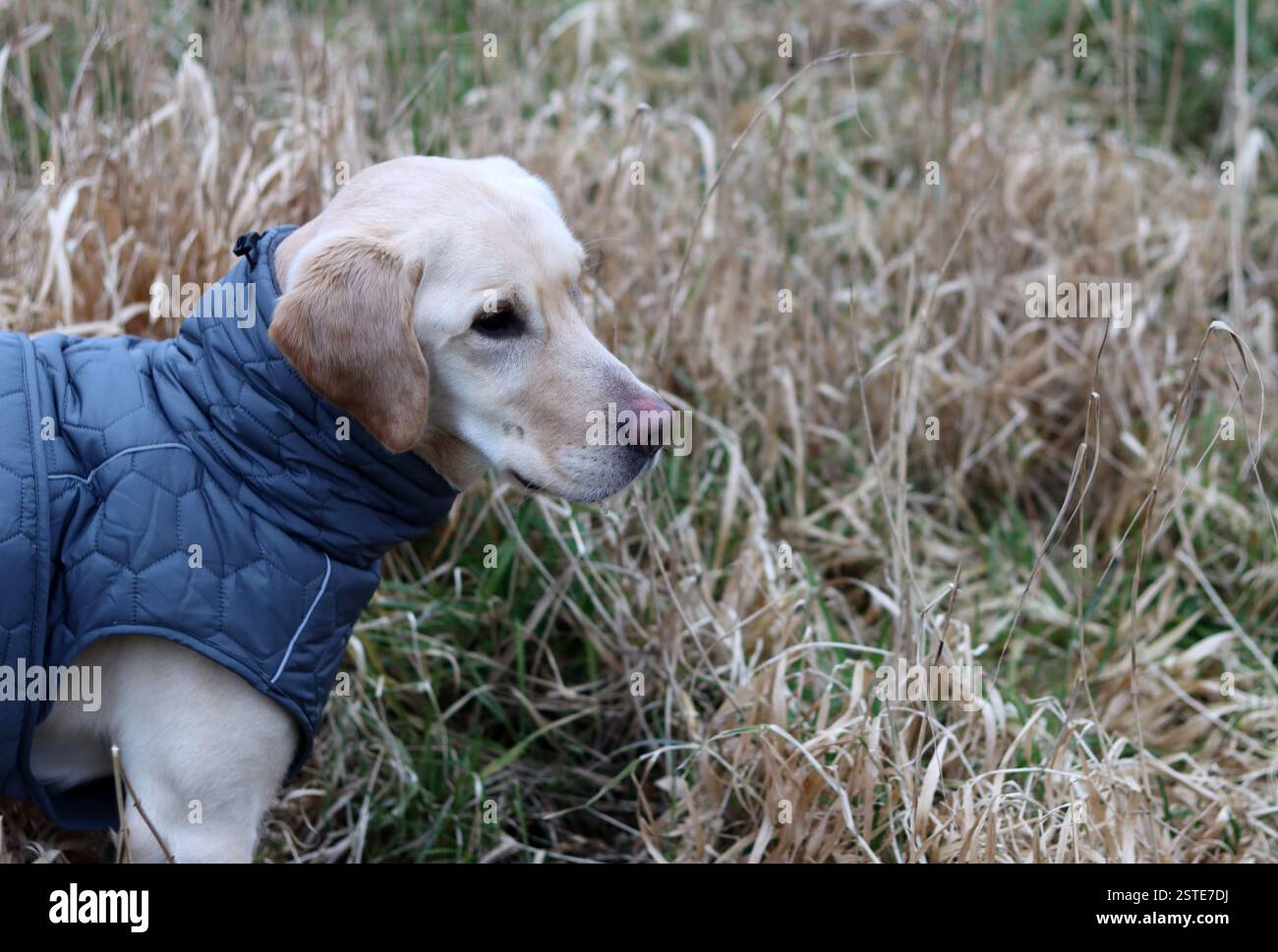 Labrador Retriever in una giacca calda in piedi sul campo. Foto ravvicinata di un giovane cane obbediente. Erba secca su sfondo. Foto Stock