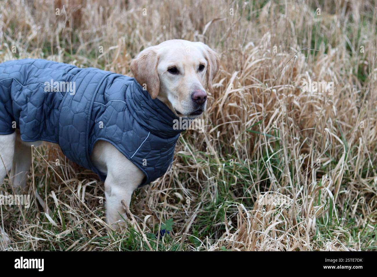 Labrador Retriever in una giacca calda in piedi sul campo. Foto ravvicinata di un giovane cane obbediente. Erba secca su sfondo. Foto Stock