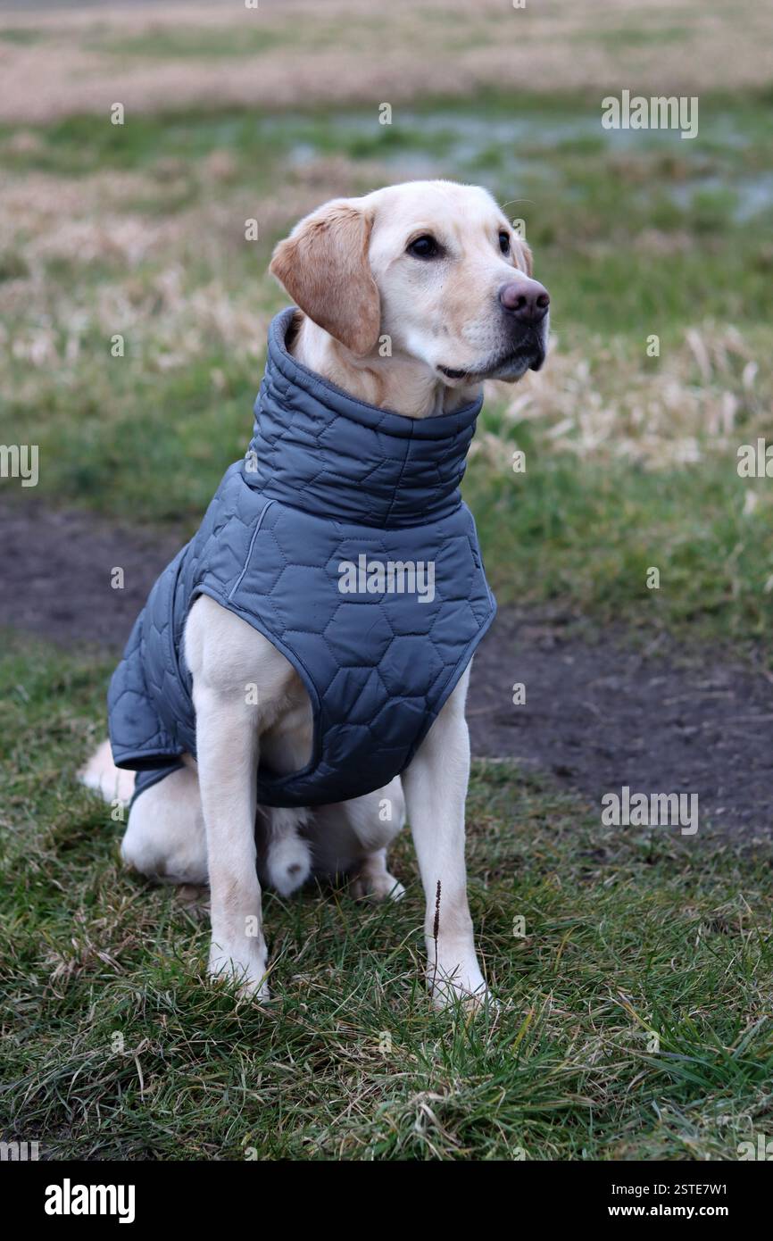 Labrador Retriever in una giacca calda in piedi sul campo. Foto ravvicinata di un giovane cane obbediente. Erba secca su sfondo. Foto Stock
