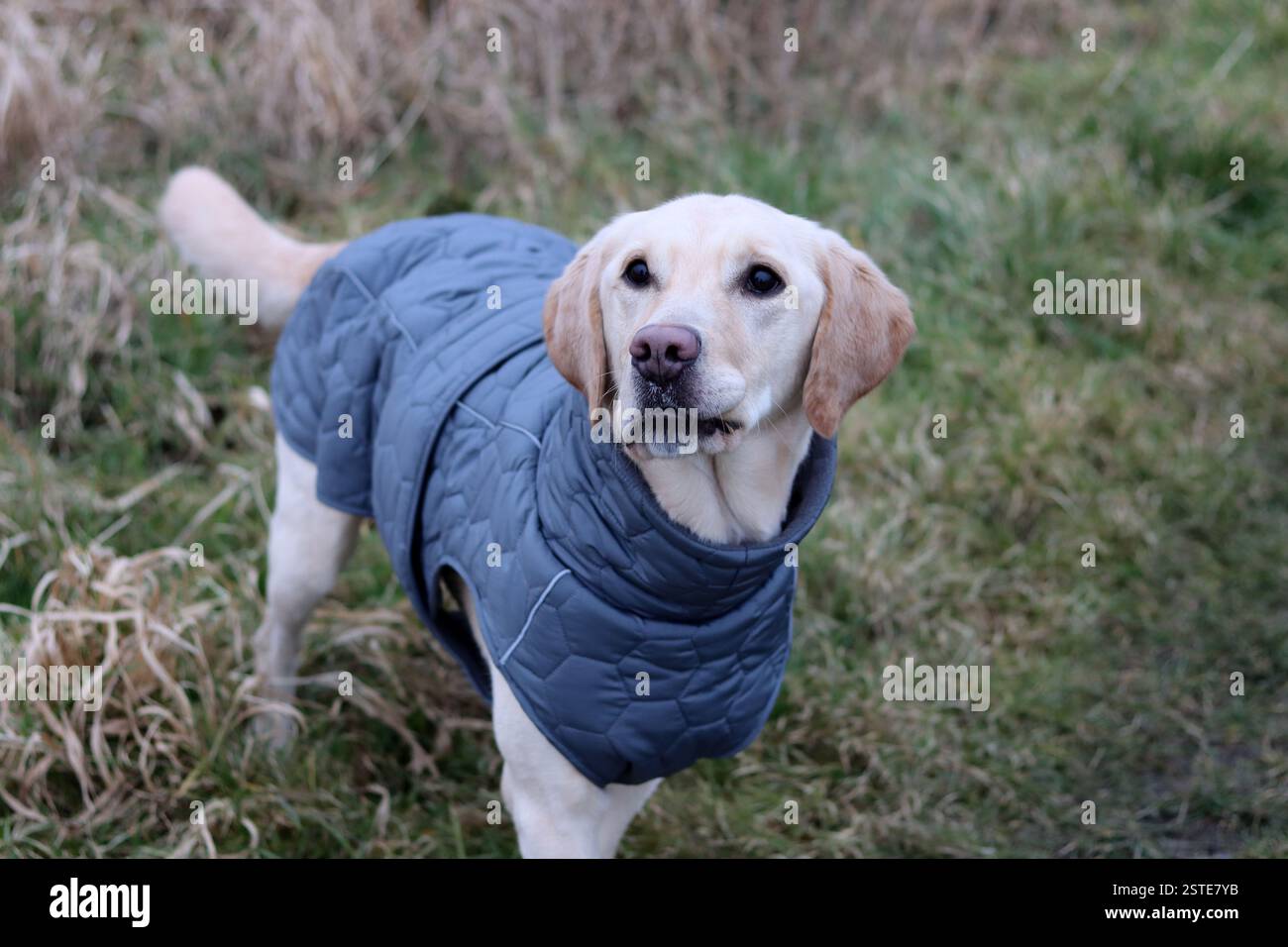 Labrador Retriever in una giacca calda in piedi sul campo. Foto ravvicinata di un giovane cane obbediente. Erba secca su sfondo. Foto Stock