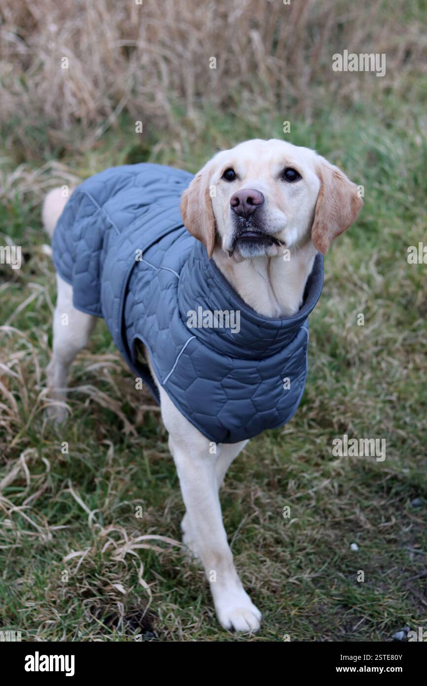 Labrador Retriever in una giacca calda in piedi sul campo. Foto ravvicinata di un giovane cane obbediente. Erba secca su sfondo. Foto Stock