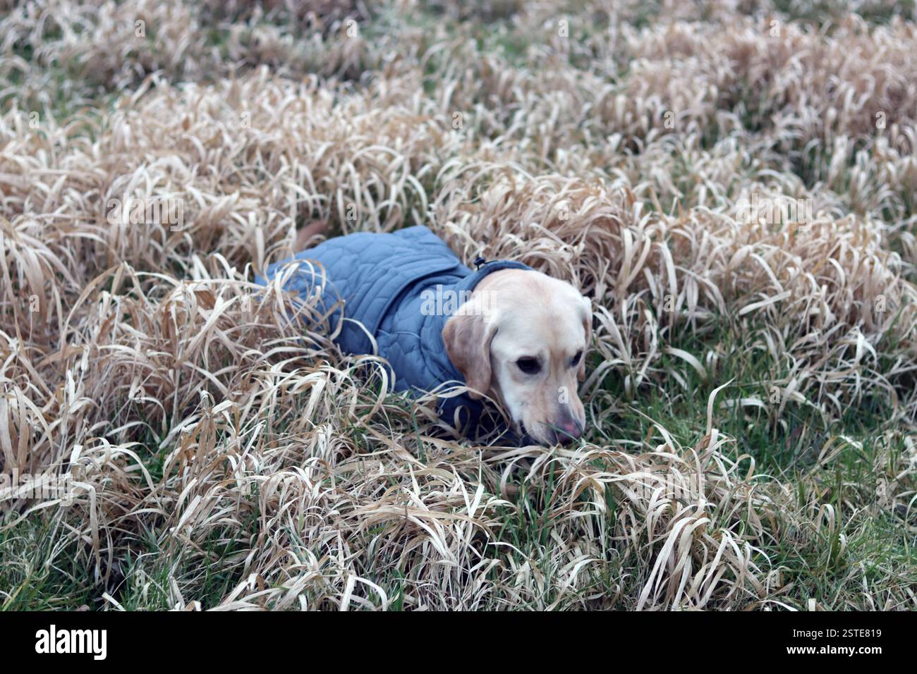 Labrador Retriever in una giacca calda in piedi sul campo. Foto ravvicinata di un giovane cane obbediente. Erba secca su sfondo. Foto Stock