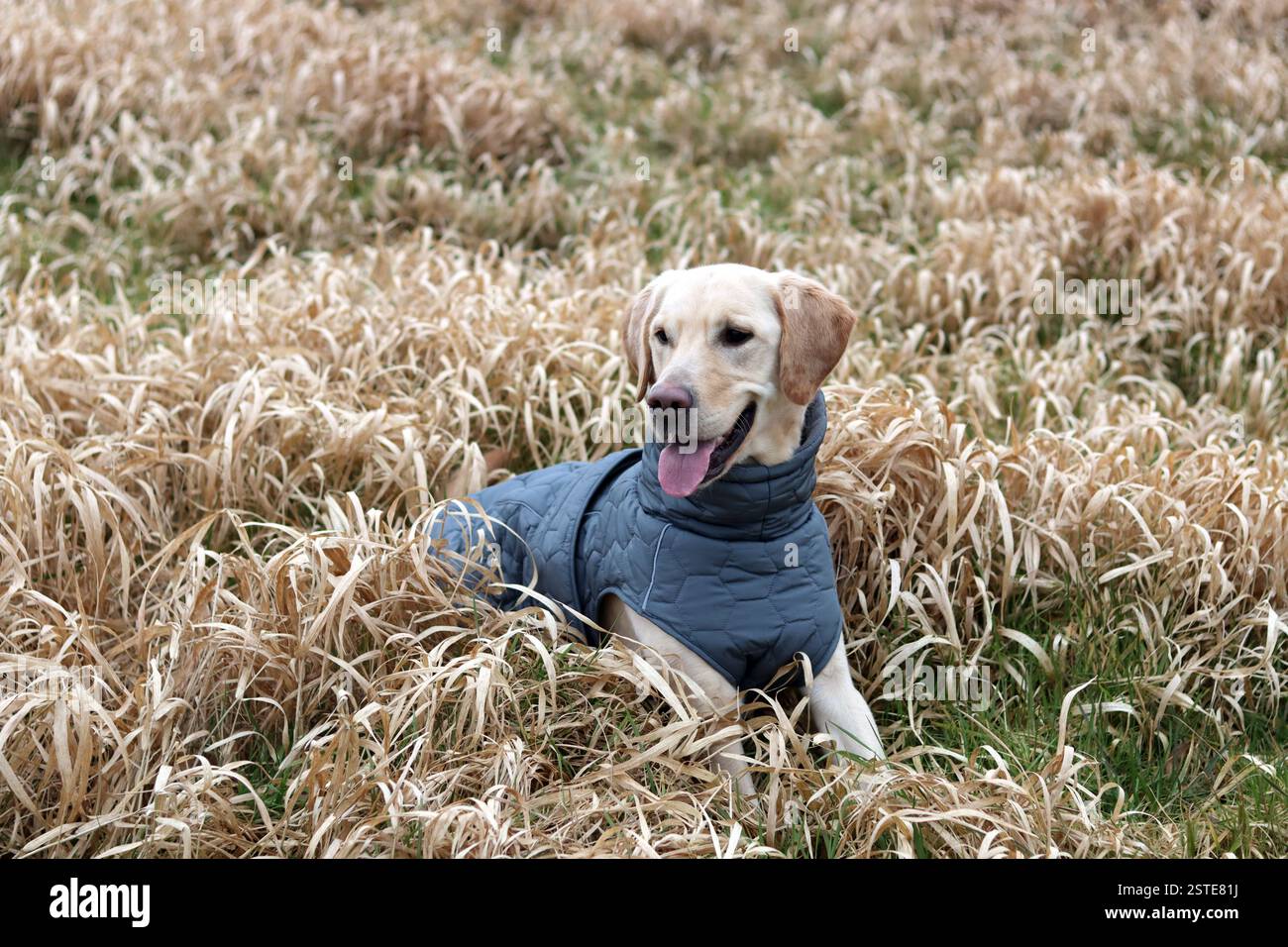 Labrador Retriever in una giacca calda in piedi sul campo. Foto ravvicinata di un giovane cane obbediente. Erba secca su sfondo. Foto Stock