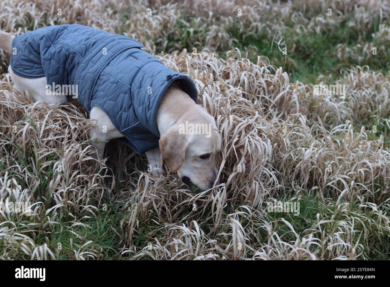 Labrador Retriever in una giacca calda in piedi sul campo. Foto ravvicinata di un giovane cane obbediente. Erba secca su sfondo. Foto Stock