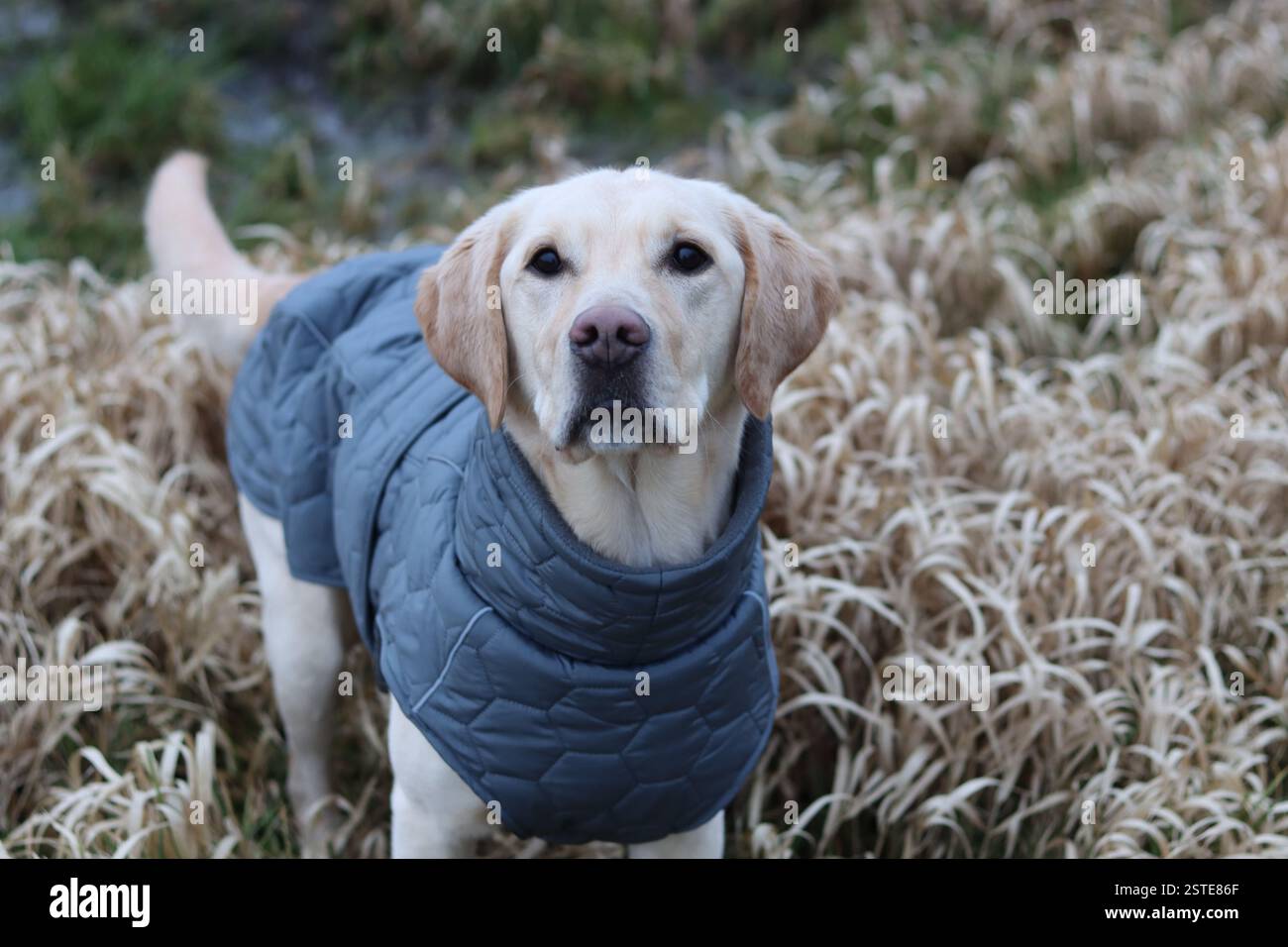 Labrador Retriever in una giacca calda in piedi sul campo. Foto ravvicinata di un giovane cane obbediente. Erba secca su sfondo. Foto Stock