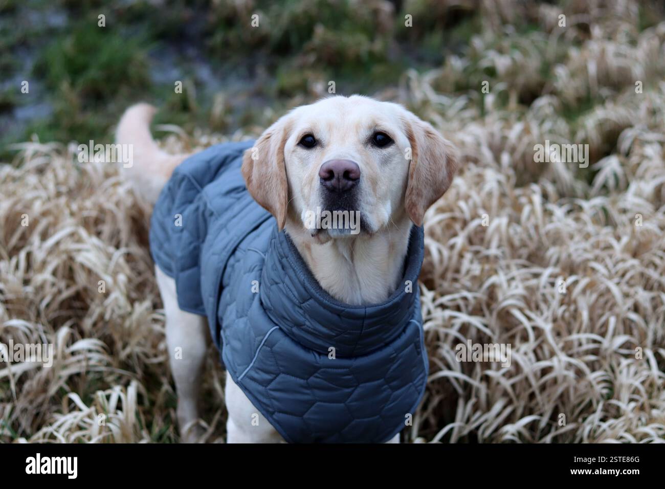 Labrador Retriever in una giacca calda in piedi sul campo. Foto ravvicinata di un giovane cane obbediente. Erba secca su sfondo. Foto Stock