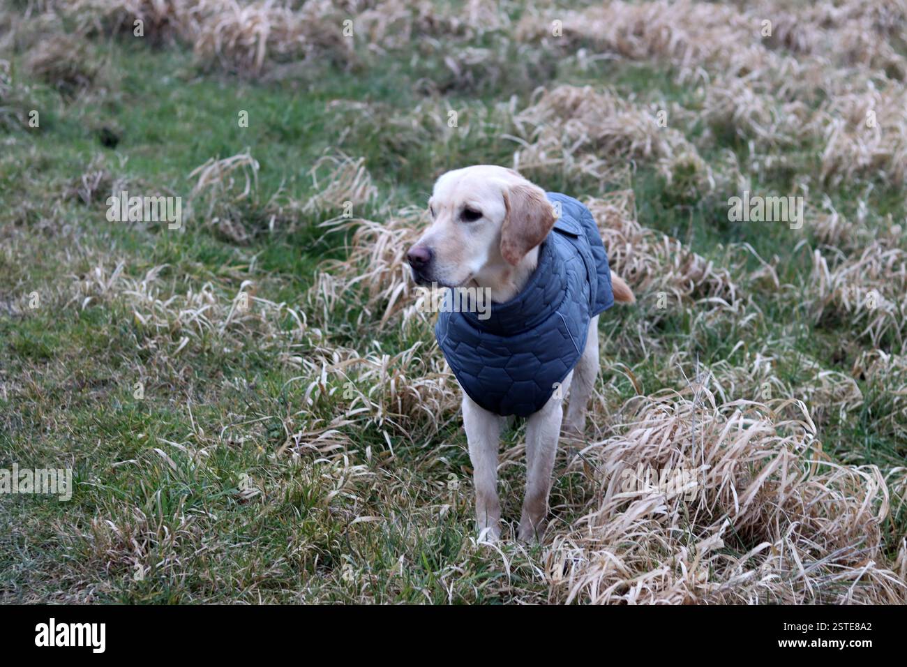 Labrador Retriever in una giacca calda in piedi sul campo. Foto ravvicinata di un giovane cane obbediente. Erba secca su sfondo. Foto Stock