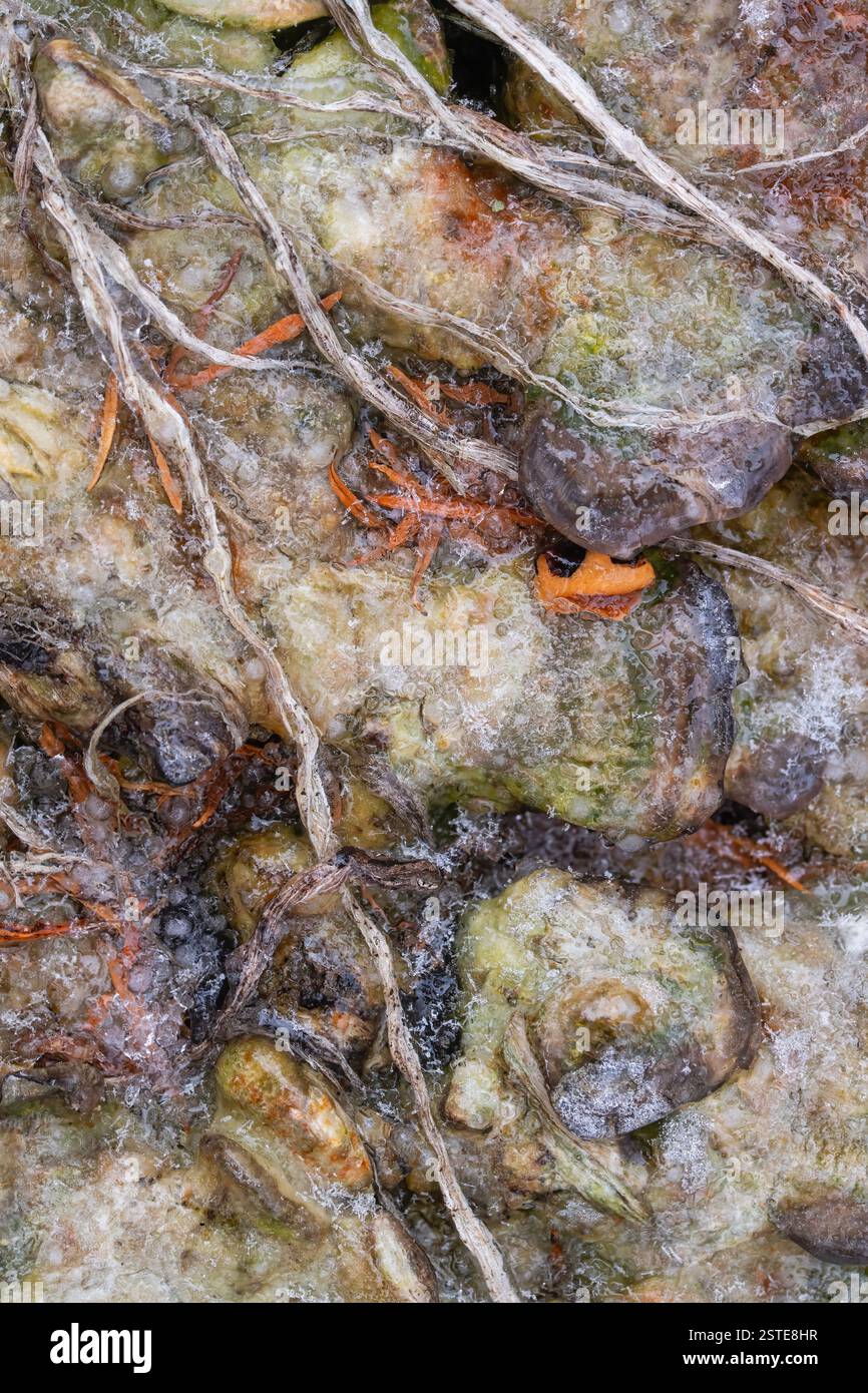 I funghi e i funghi che crescono da un ceppo d'albero in un giardino sono ricoperti di ghiaccio proveniente da una pioggia gelida Foto Stock