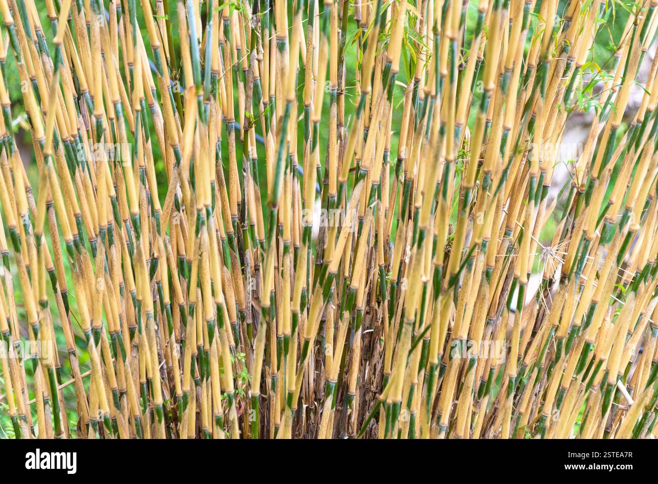 Bambù Foto Stock