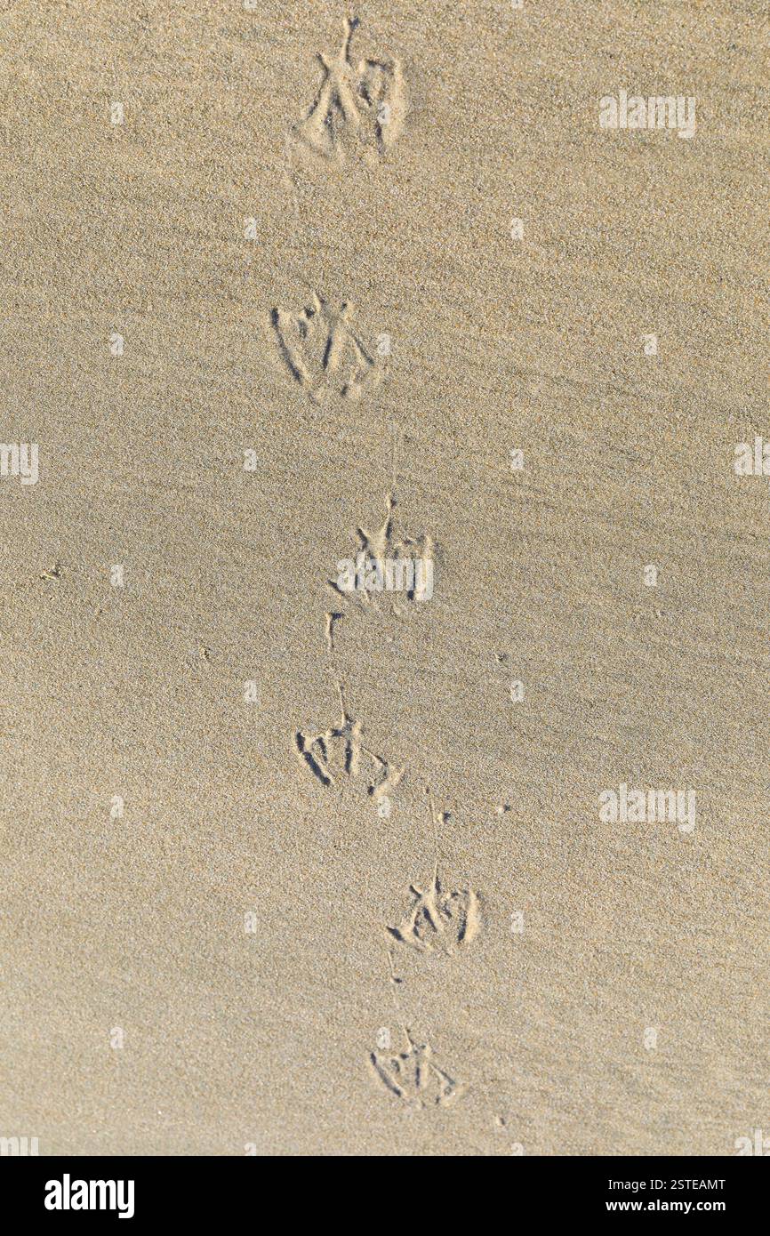 Spuren einer Möwe am Strand, Norderney, Niedersachsen, Deutschland *** tracce di un gabbiano sulla spiaggia, Norderney, bassa Sassonia, Germania Foto Stock