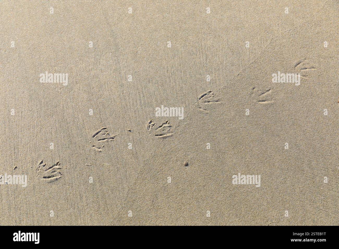 Spuren einer Möwe am Strand, Norderney, Niedersachsen, Deutschland *** tracce di un gabbiano sulla spiaggia, Norderney, bassa Sassonia, Germania Foto Stock