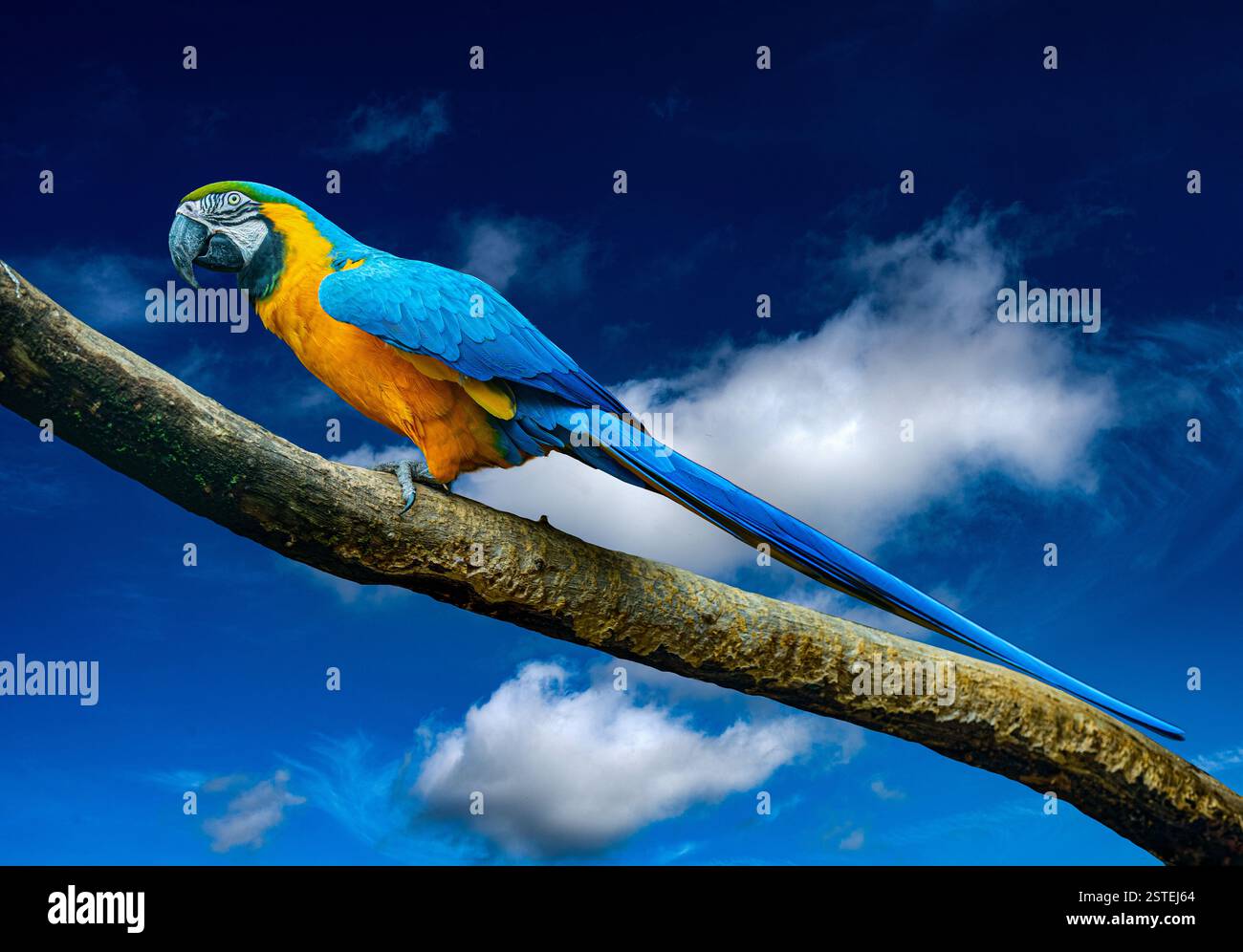 Pappagallo di Macao Blu e giallo , Ara ararauna , noto anche come Macao Blu e Oro. Bali, Indonesia. Foto Stock
