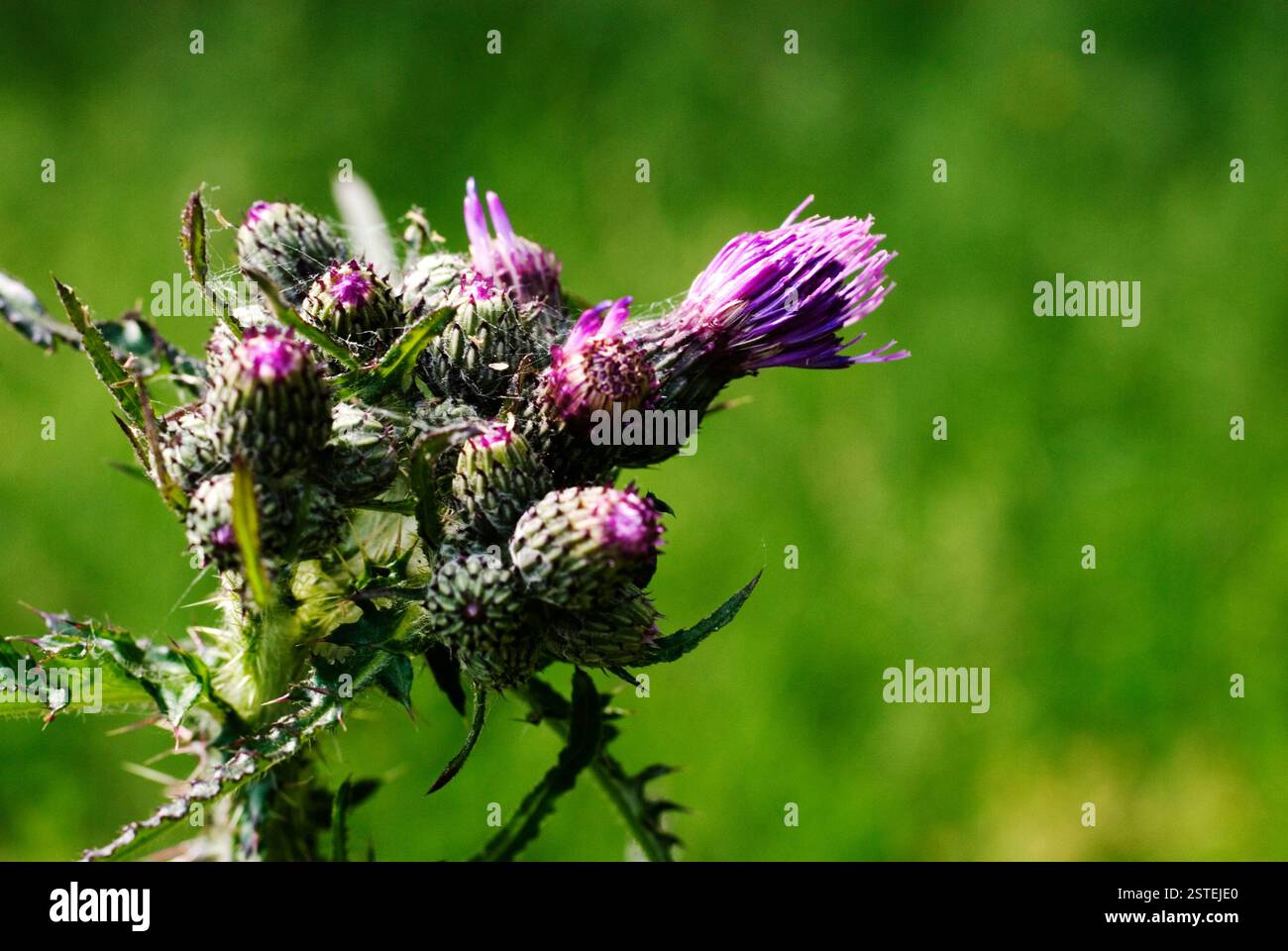 Cardo spinoso Foto Stock