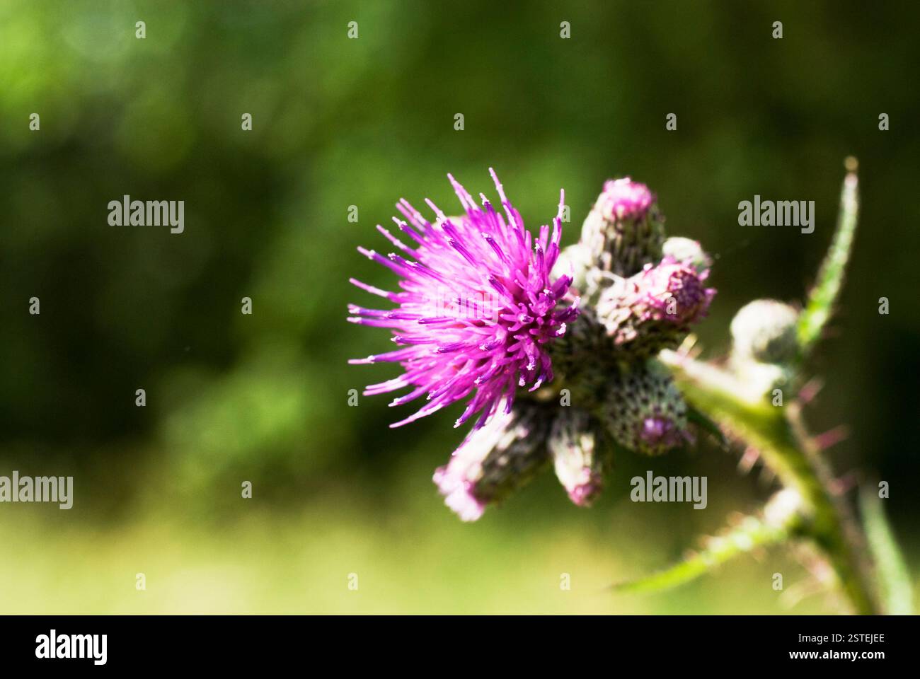 Cardo spinoso Foto Stock