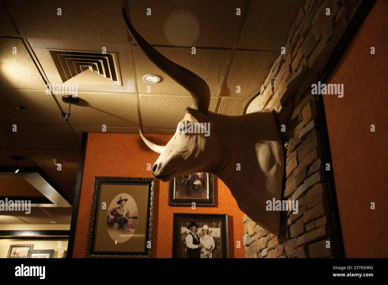 Testa di toro Taxidermied longhorn montata su una parete di mattoni. Gli avvisatori acustici si curvano in modo drastico verso l'esterno. Immagini di star della musica country in cornici ornate nelle vicinanze. Bos Foto Stock