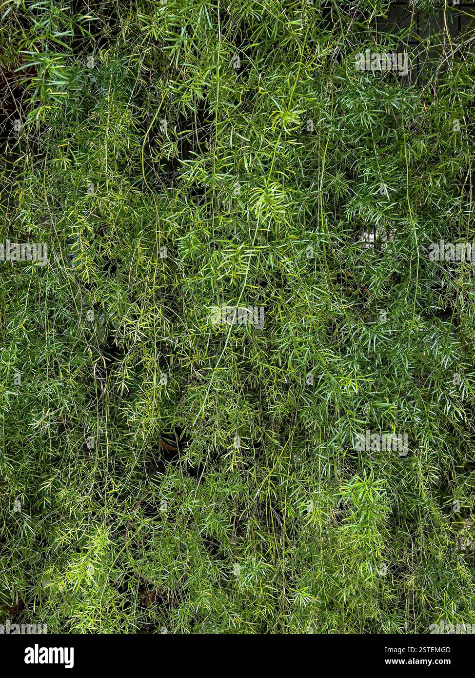 Foglie di piante verdi dense in un ambiente tropicale naturale, creando una texture di sfondo vivace e lussureggiante. Foto Stock