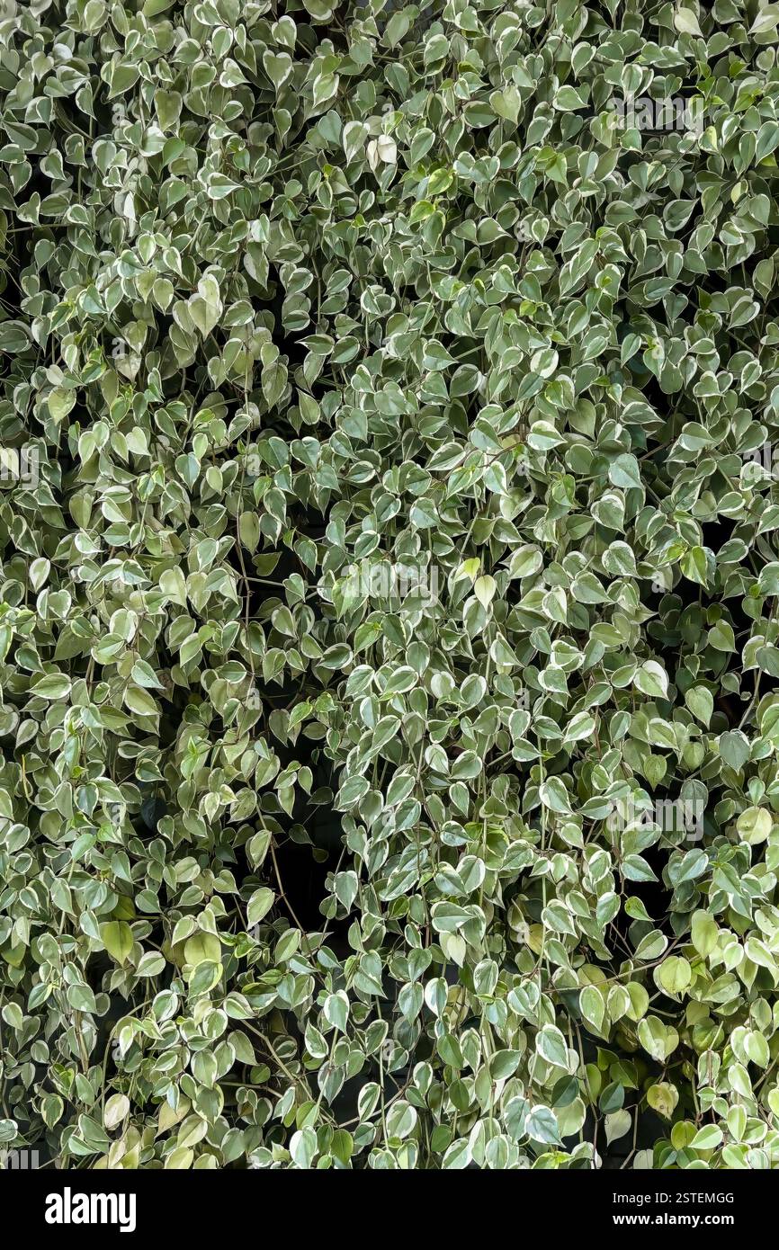 Primo piano di foglie verdi disposte in un motivo denso, formando una parete naturale di fogliame in un giardino. - Immagine stock catturata con smartphone