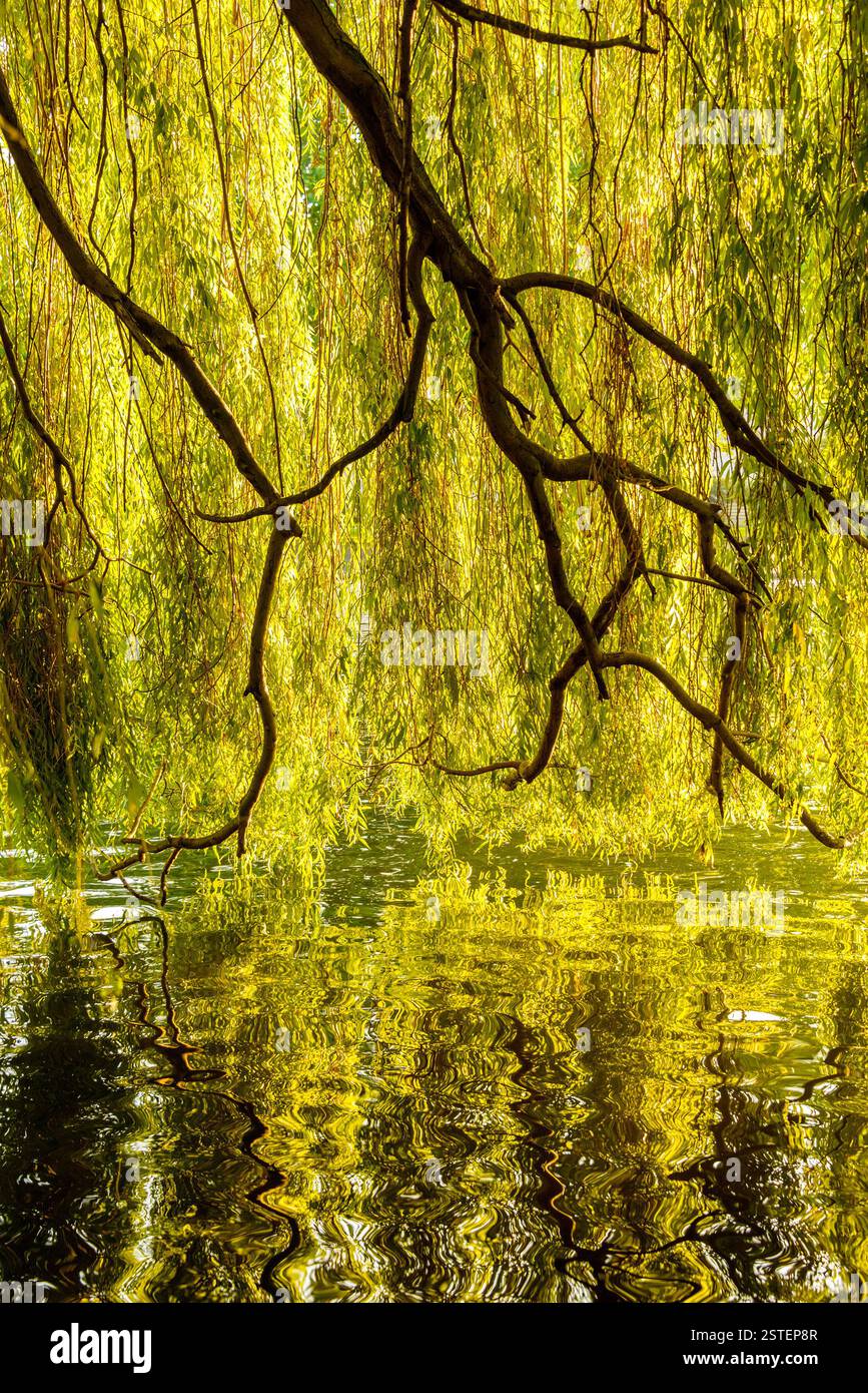 Riflesso dell'albero sull'acqua Foto Stock