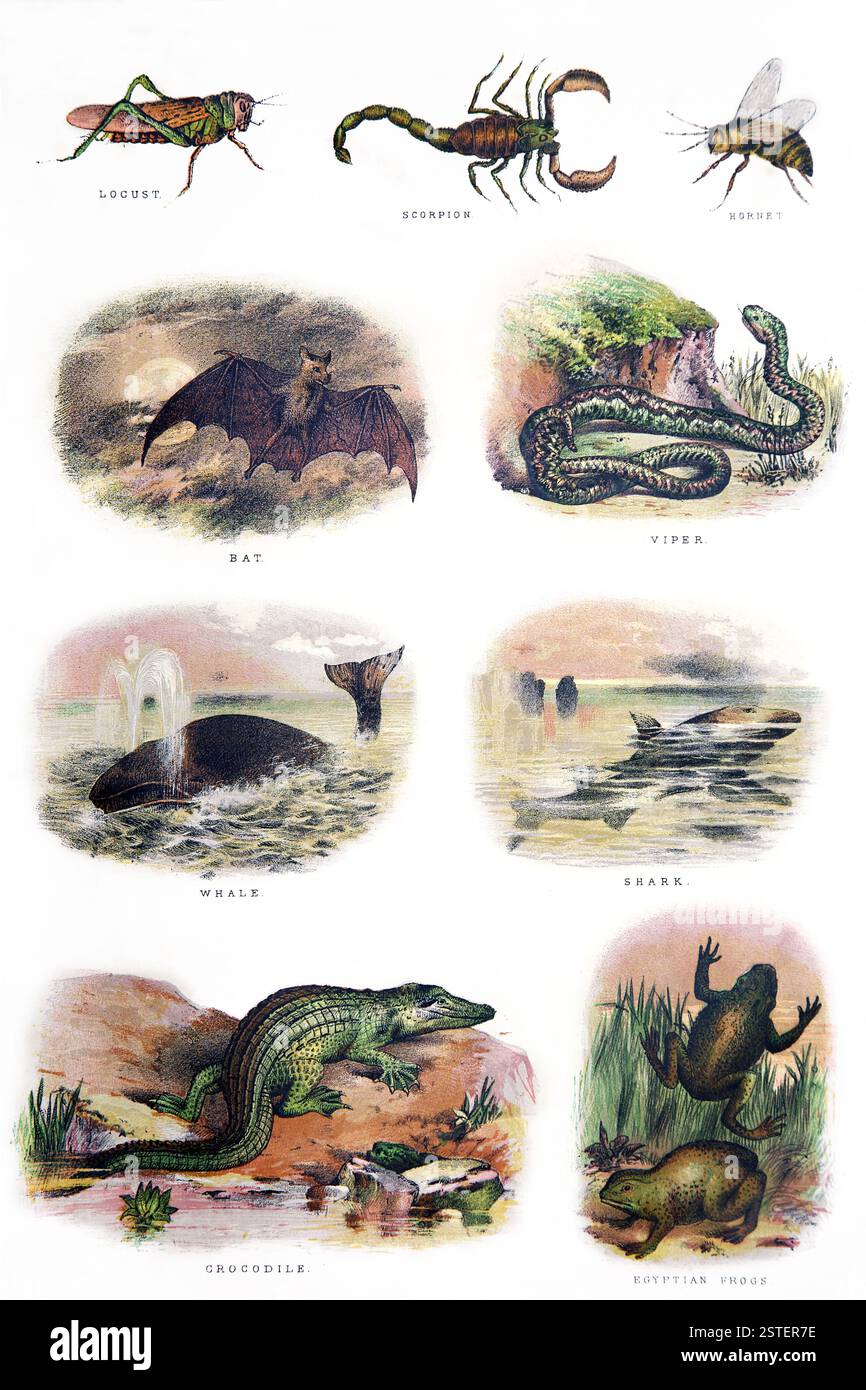 Una pagina di storia naturale biblica raffigurante Locust, Scorpion, Hornet, Bat, Viper, balena, squalo, coccodrillo e rane egiziane dall'Antico XIX secolo Foto Stock