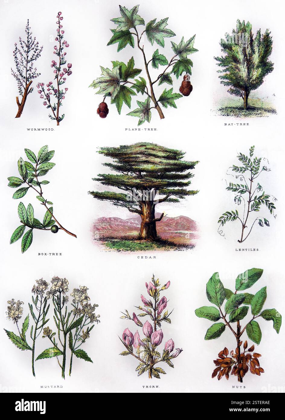 Una pagina di storia naturale biblica raffigurante legno di legno di legno, platano, albero di baia, albero di scatola, cedro, Lentilles, Mustard, Thorn e Nuts dell'Antico XIX secolo Foto Stock