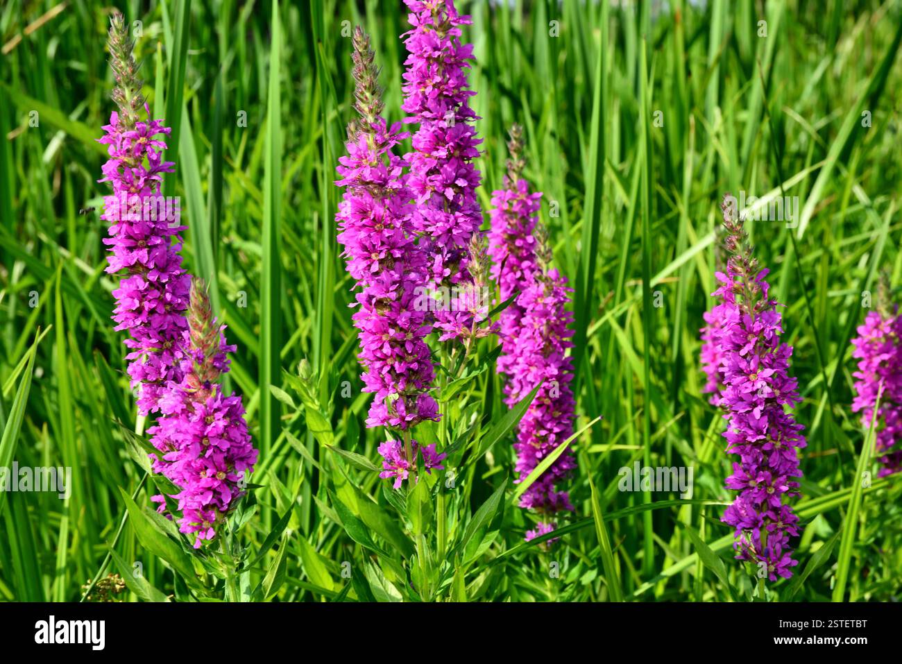 Piante invasive di Lythrum virgatum in fiore che sono incredibilmente belle Foto Stock