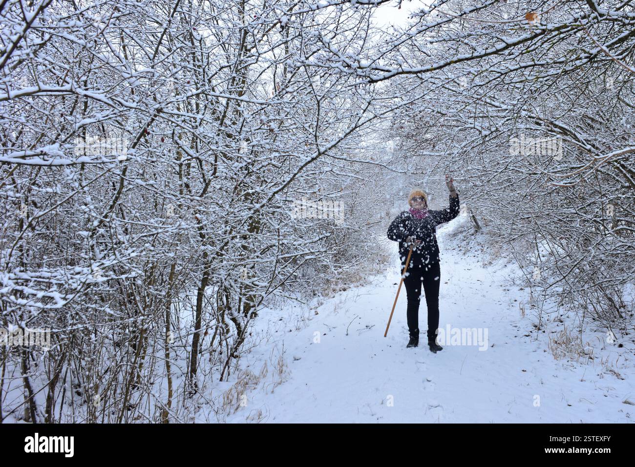 Escursionista, donna solitaria, sulla via Transilvanica giocando con i rami di alberi innevati in una fredda mattinata d'inverno. Foto Stock
