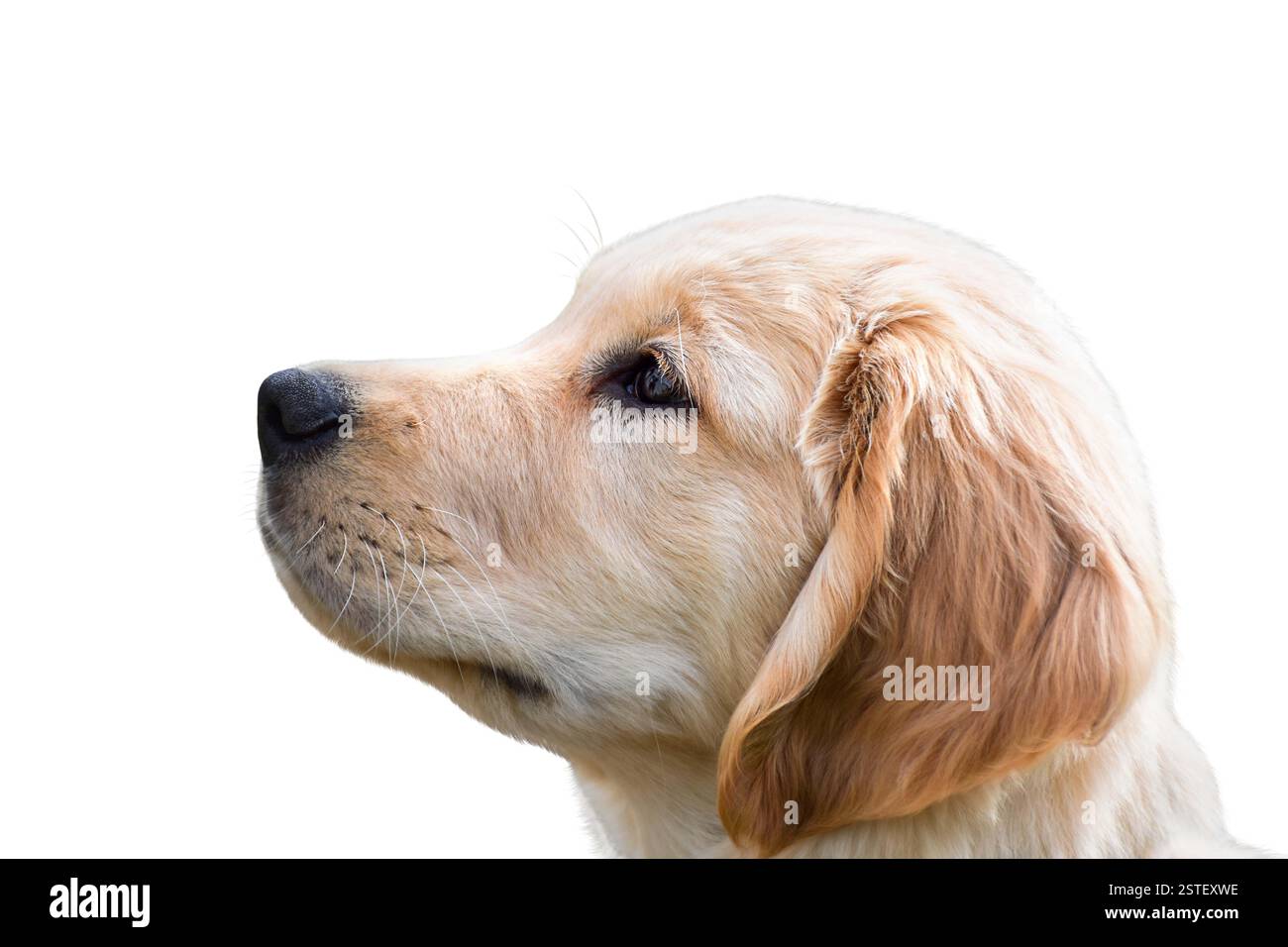 Primo piano ritratto laterale del cucciolo Golden retriever isolato ritaglio su bianco Foto Stock