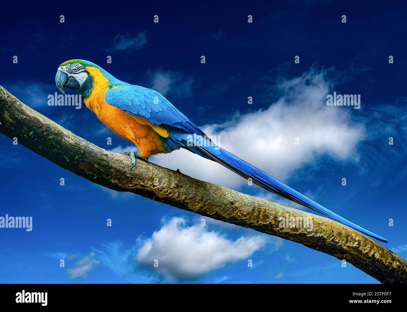 Pappagallo di Macao Blu e giallo , Ara ararauna , noto anche come Macao Blu e Oro. Bali, Indonesia. Foto Stock