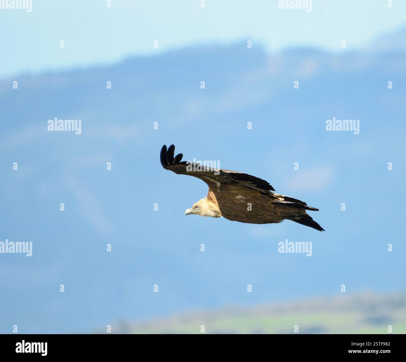 L'avvoltoio grifone sorvola le montagne della Sierra Salvada Foto Stock