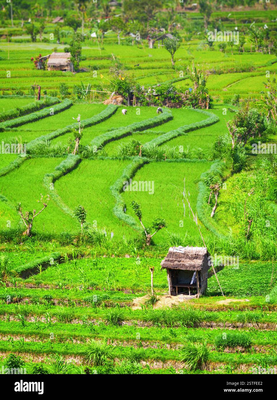 Lavoratori agricoli nei campi di riso terrazzati Foto Stock