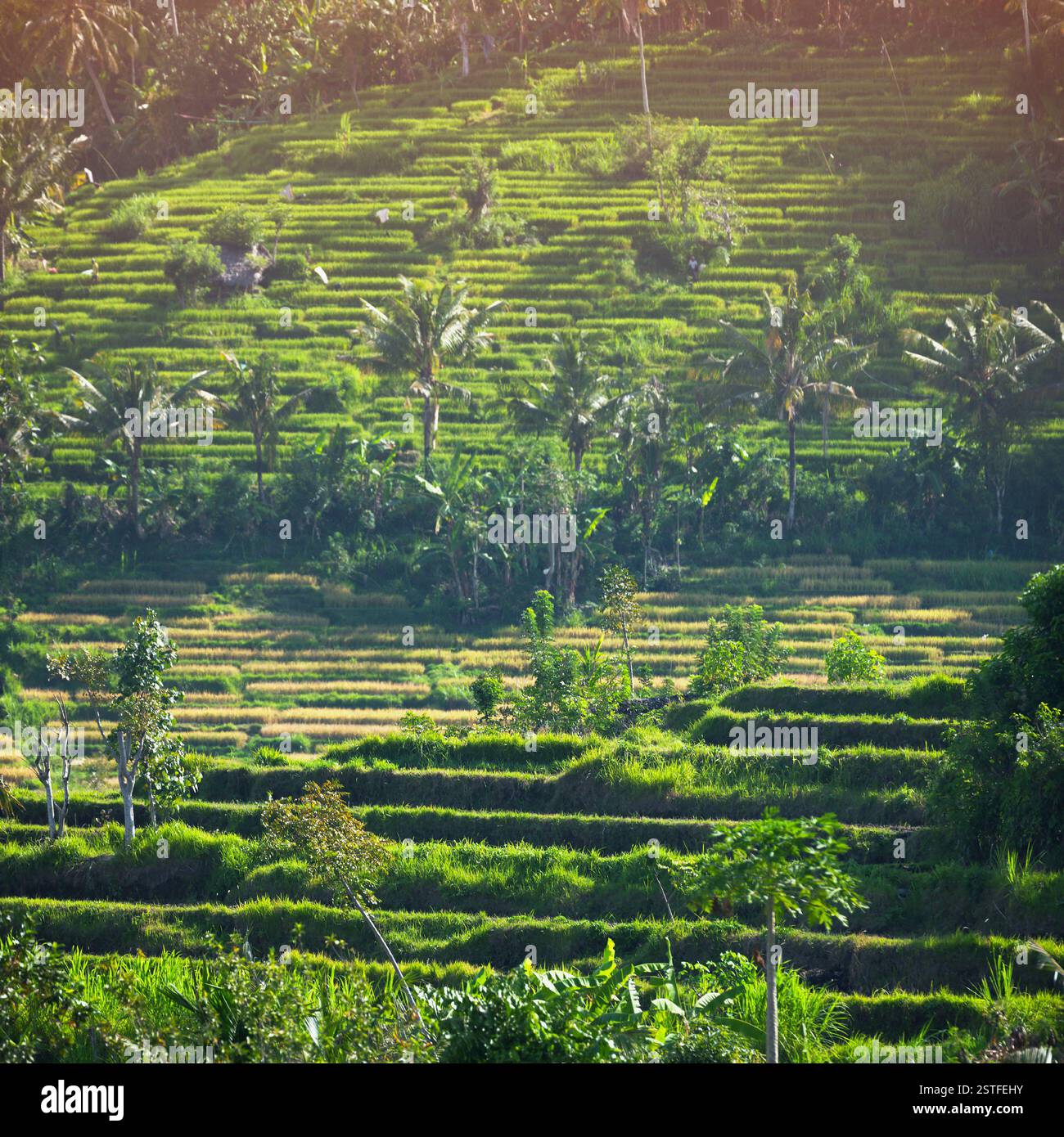 Terrazzi di riso, intervallati da palme di cocco, in una fattoria asiatica Hillside Foto Stock