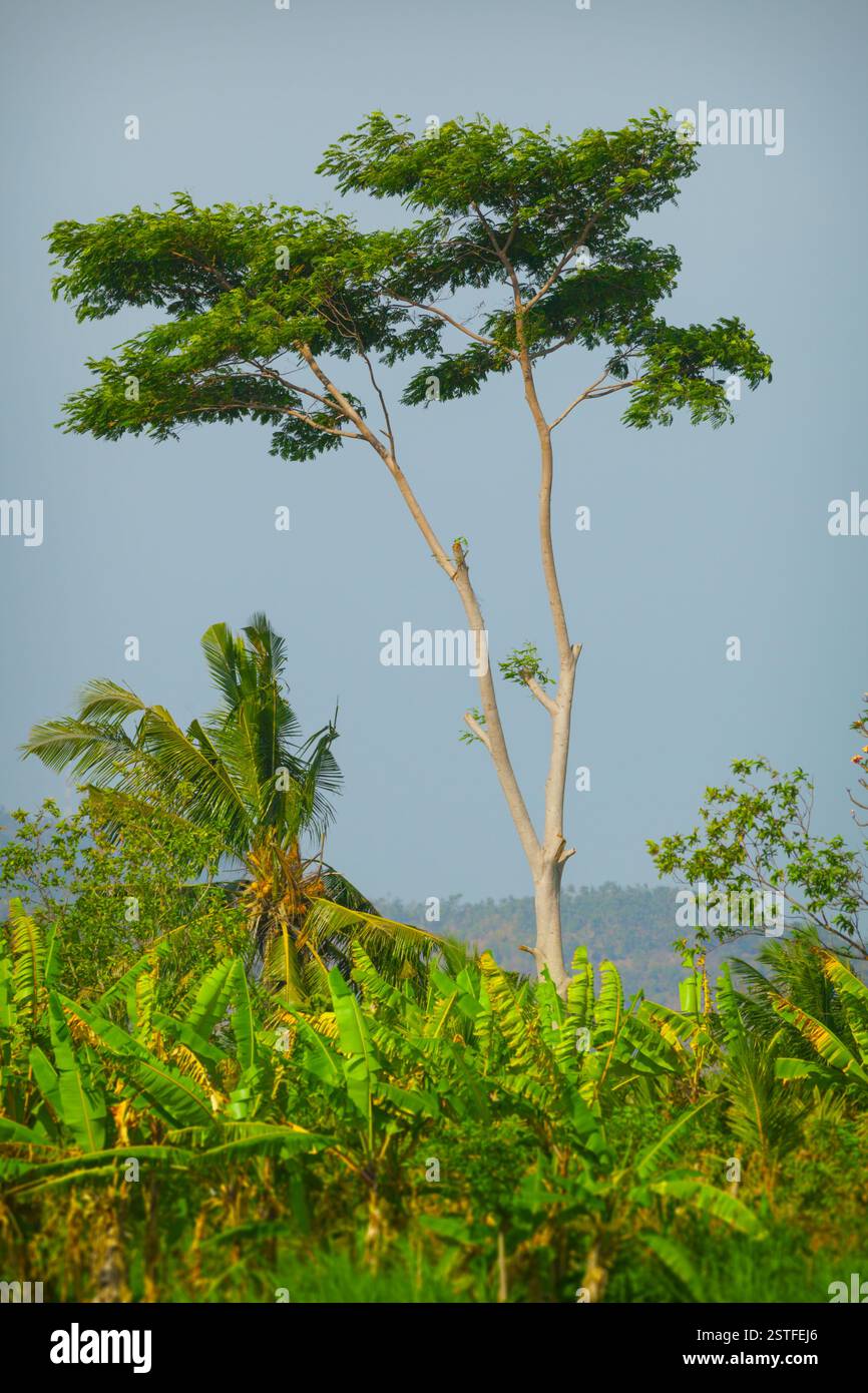 Splendido albero solitario in una piantagione agricola nel sud-est asiatico. Foto Stock