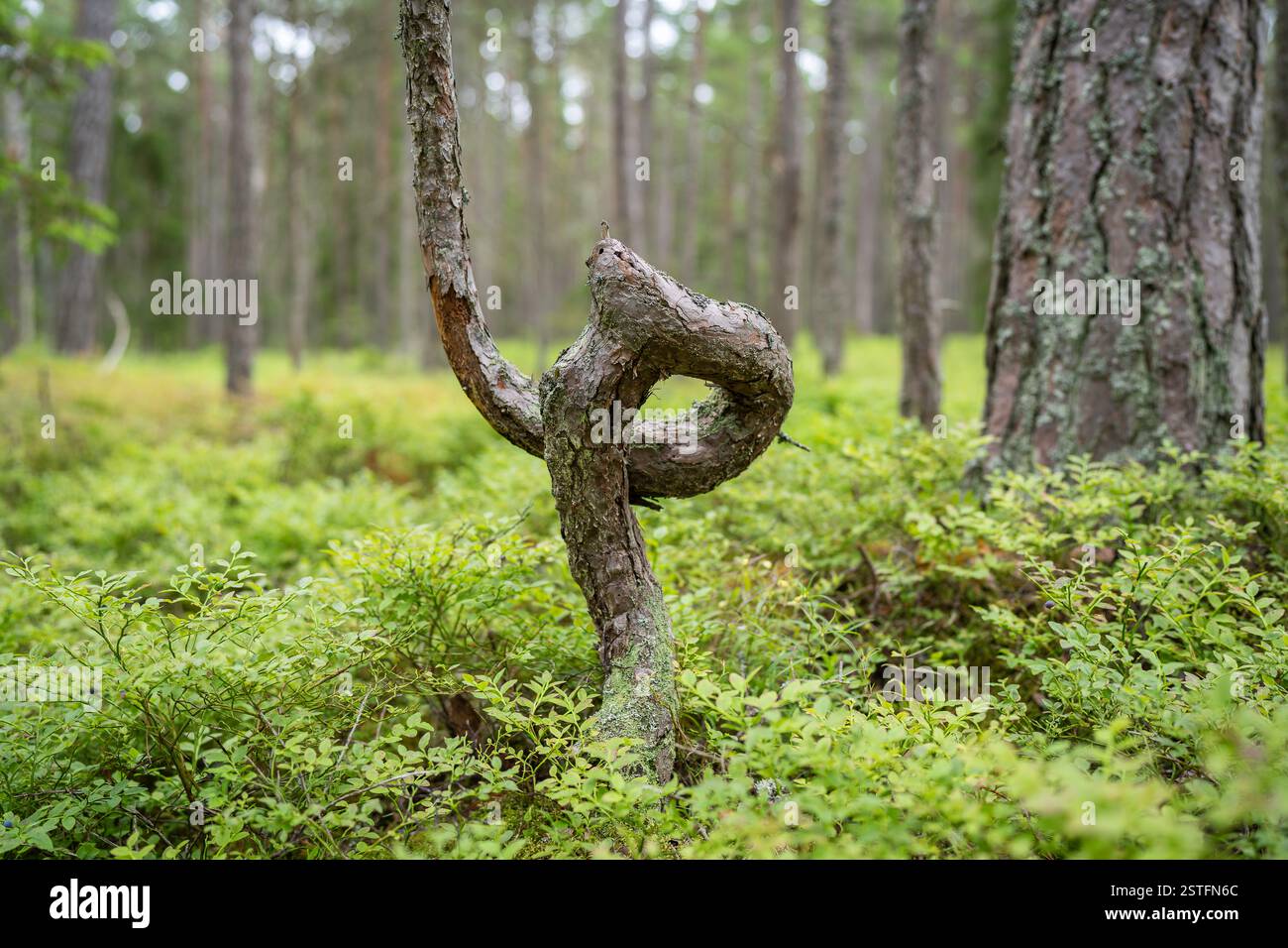 Pino ritorto nella foresta con cespugli di mirtilli a terra. Primo piano del tronco di pino ritorto. Foto Stock