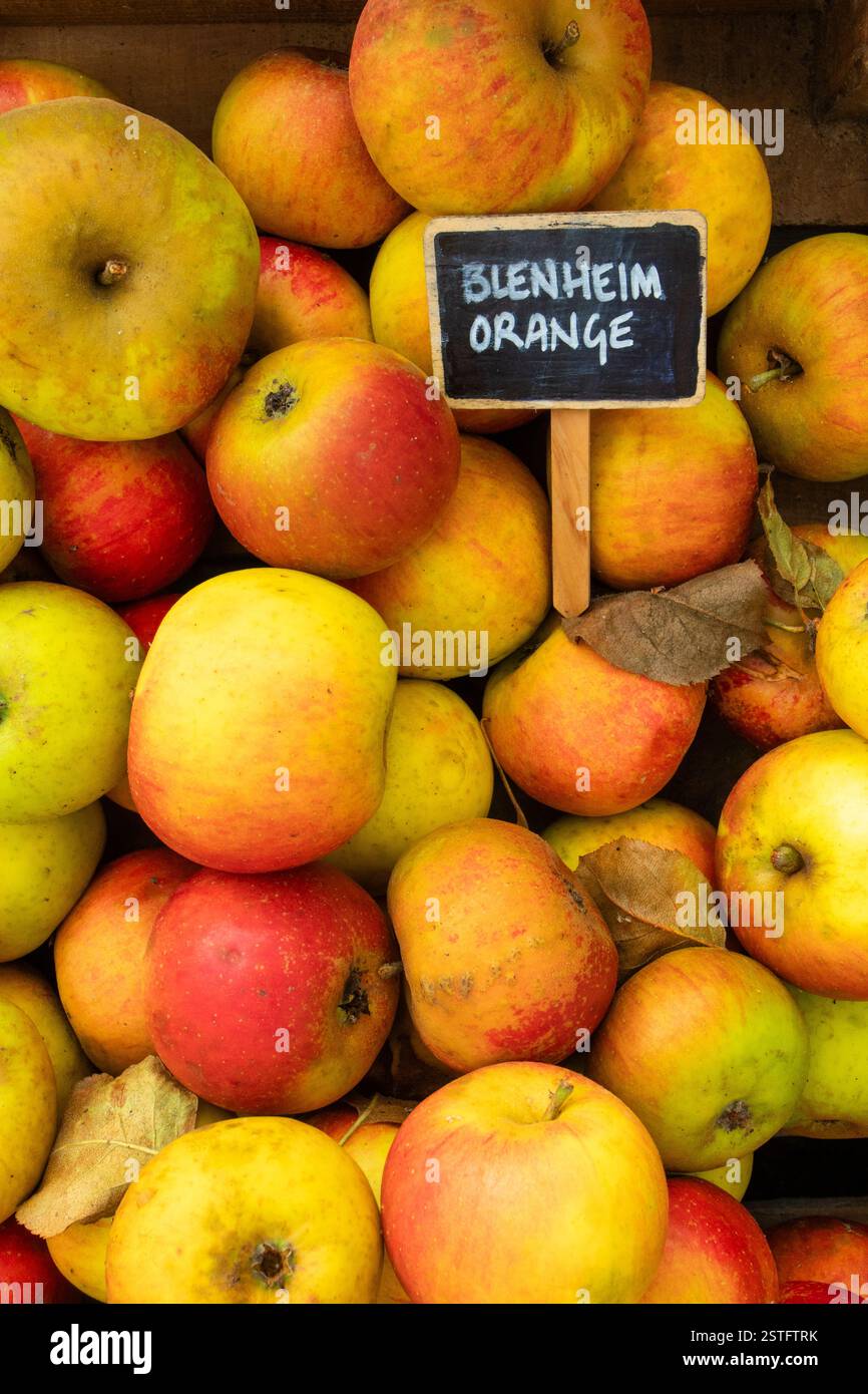 Blenheim Orange Meles noto anche come Kempsters Pippin Foto Stock