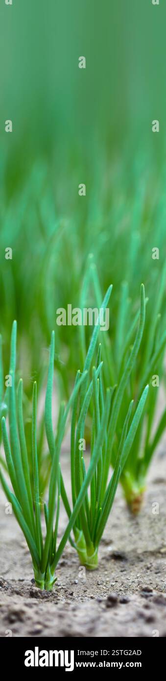 Primo piano dei germogli di cipolla giovani Foto Stock