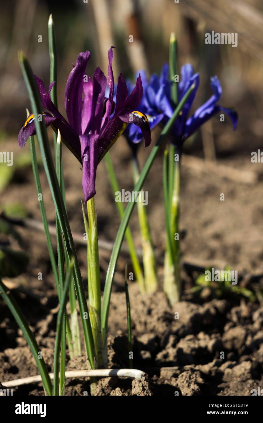 Minuscoli Iris viola - fiori primaverili pigmei che fioriscono nel giardino. Iris reticulata o Iris nano, Iridaceae, pianta bulbacea Foto Stock