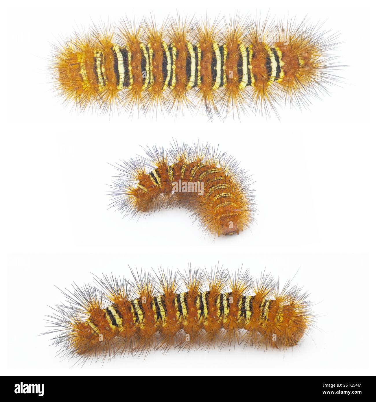Arancio spinoso con striscia gialla Echo Moth Caterpillar - eco seirarctia - trovato in Nord America, in Georgia, Florida, Alabama e Mississippi isolato Foto Stock