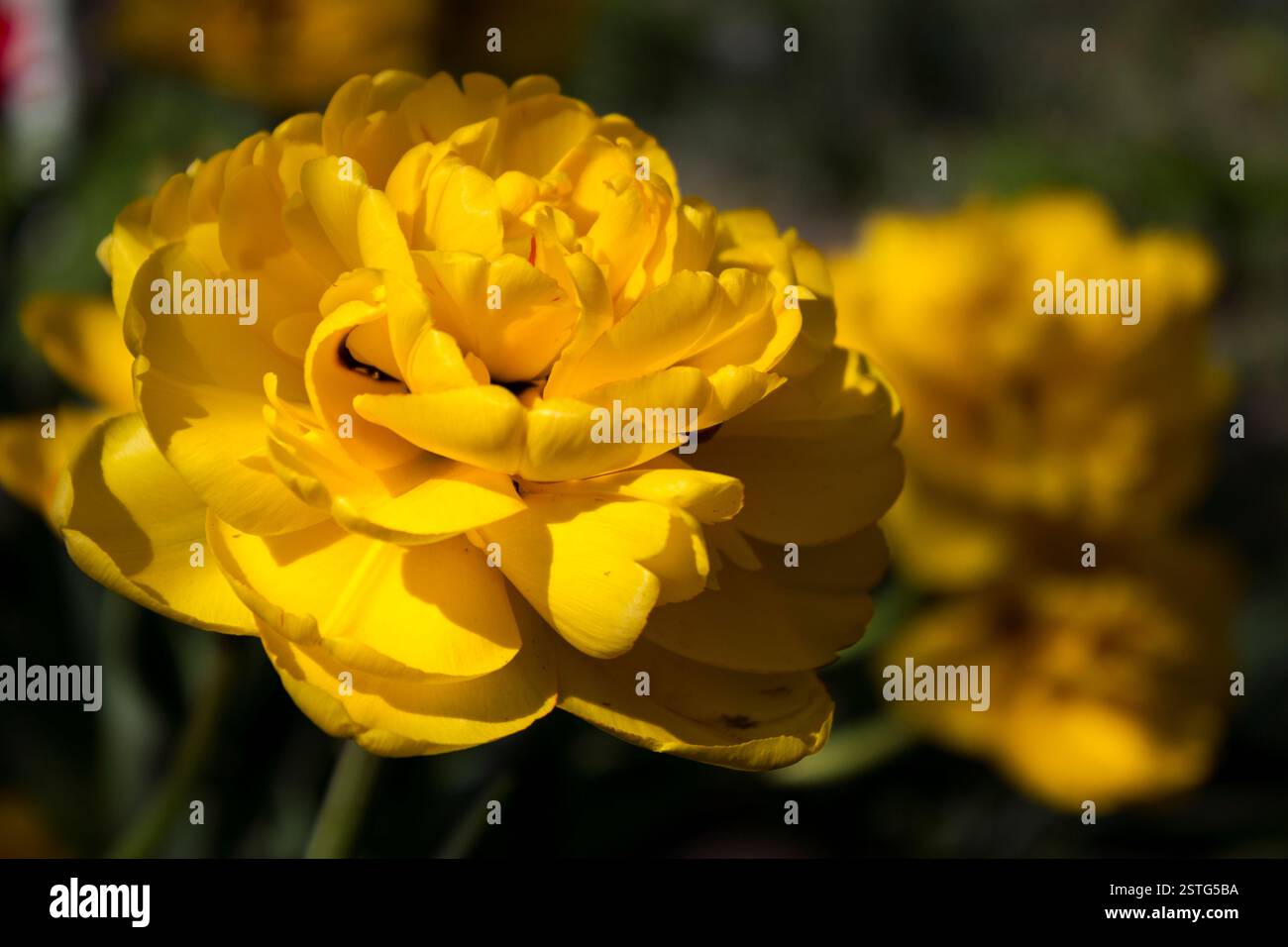 I tulipani gialli Terry fioriscono nel giardino. Fiori primaverili luminosi, sfondo Foto Stock
