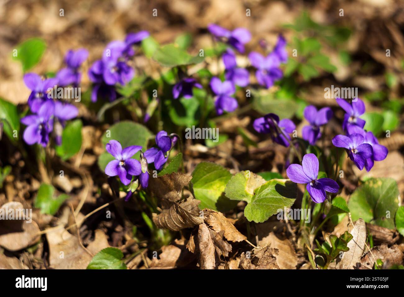 Viola odorata (Viola dolce, Viola inglese, Viola comune) - fiori di viola fioriscono nella foresta in primavera prato selvatico, sfondo Foto Stock