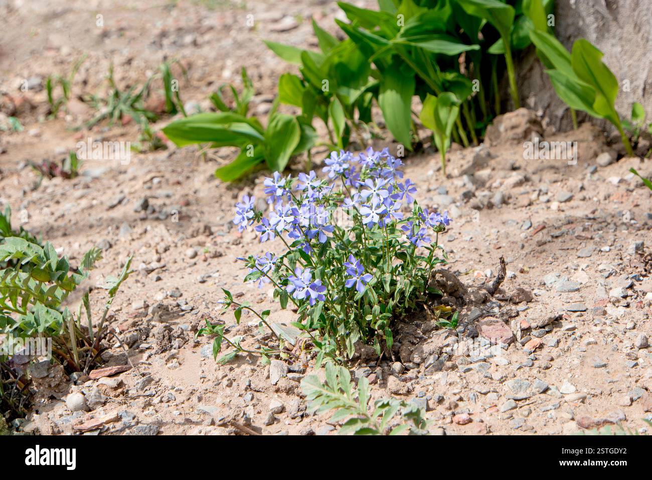 Piccoli fiori blu in suolo asciutto di giardino Foto Stock