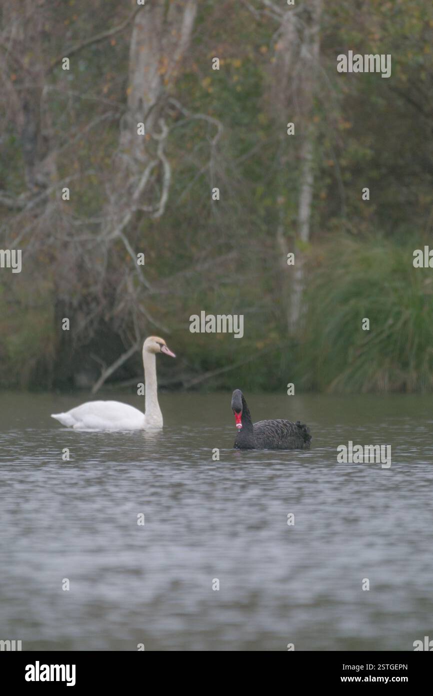 Cigno nero e cigno muto in uno stagno in Bretagna Foto Stock Cigno nero e cigno muto in uno stagno in Bretagna Foto Stock