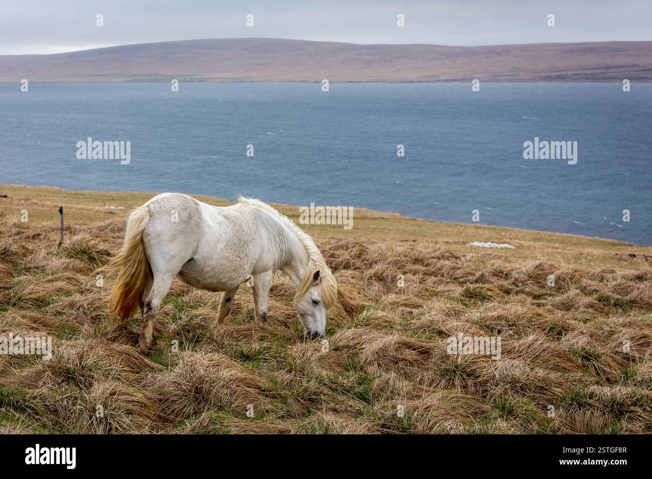 Cavallo islandese che pascolano nelle praterie della penisola di Vatnsnes nell'Islanda settentrionale con il paesaggio marino sullo sfondo. Foto Stock
