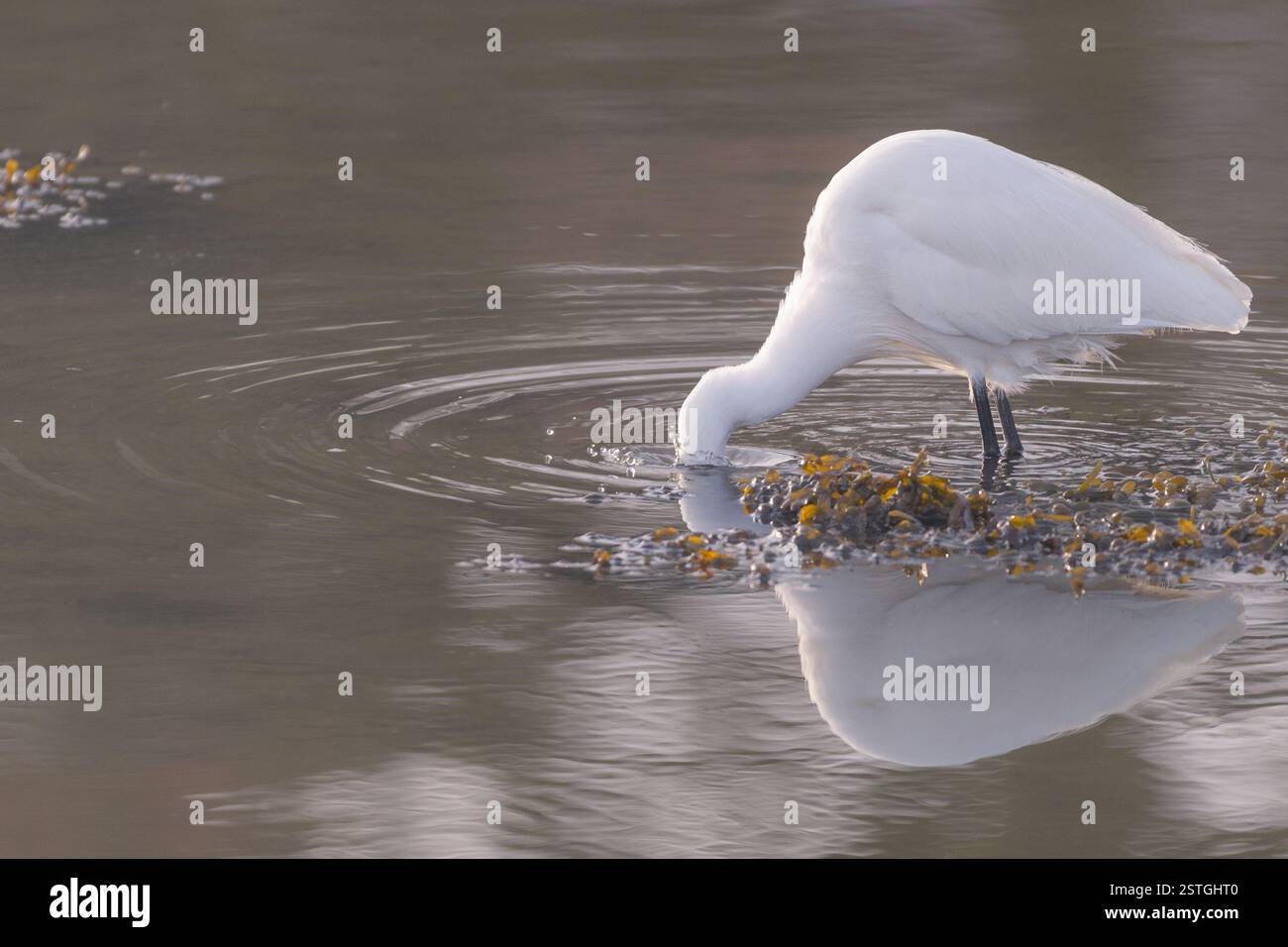 Egret con postura di struzzo per catturare un pesce in acqua Foto Stock