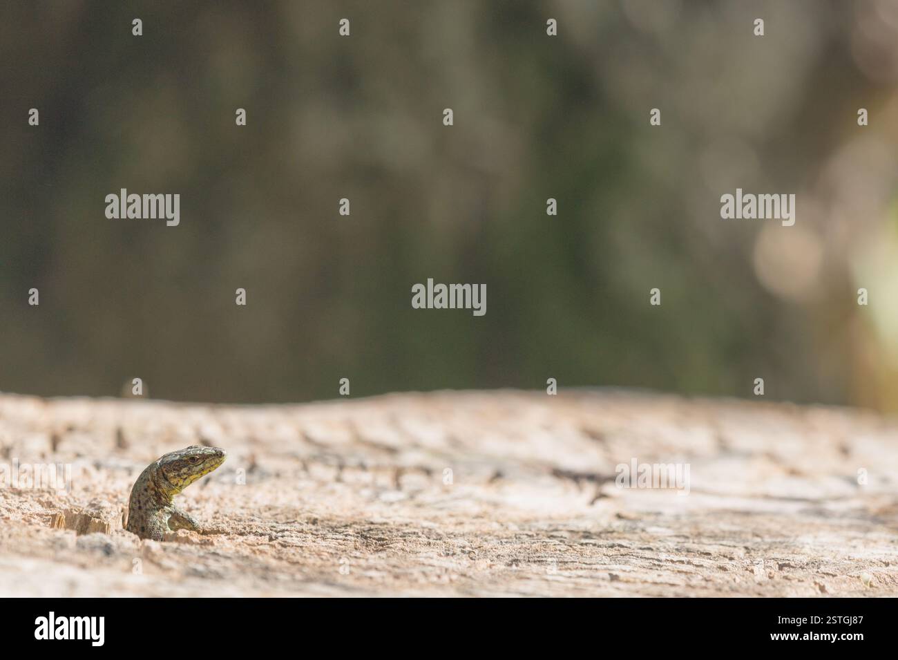 faccia divertente di una lucertola comune che esce dal suo nascondiglio Foto Stock