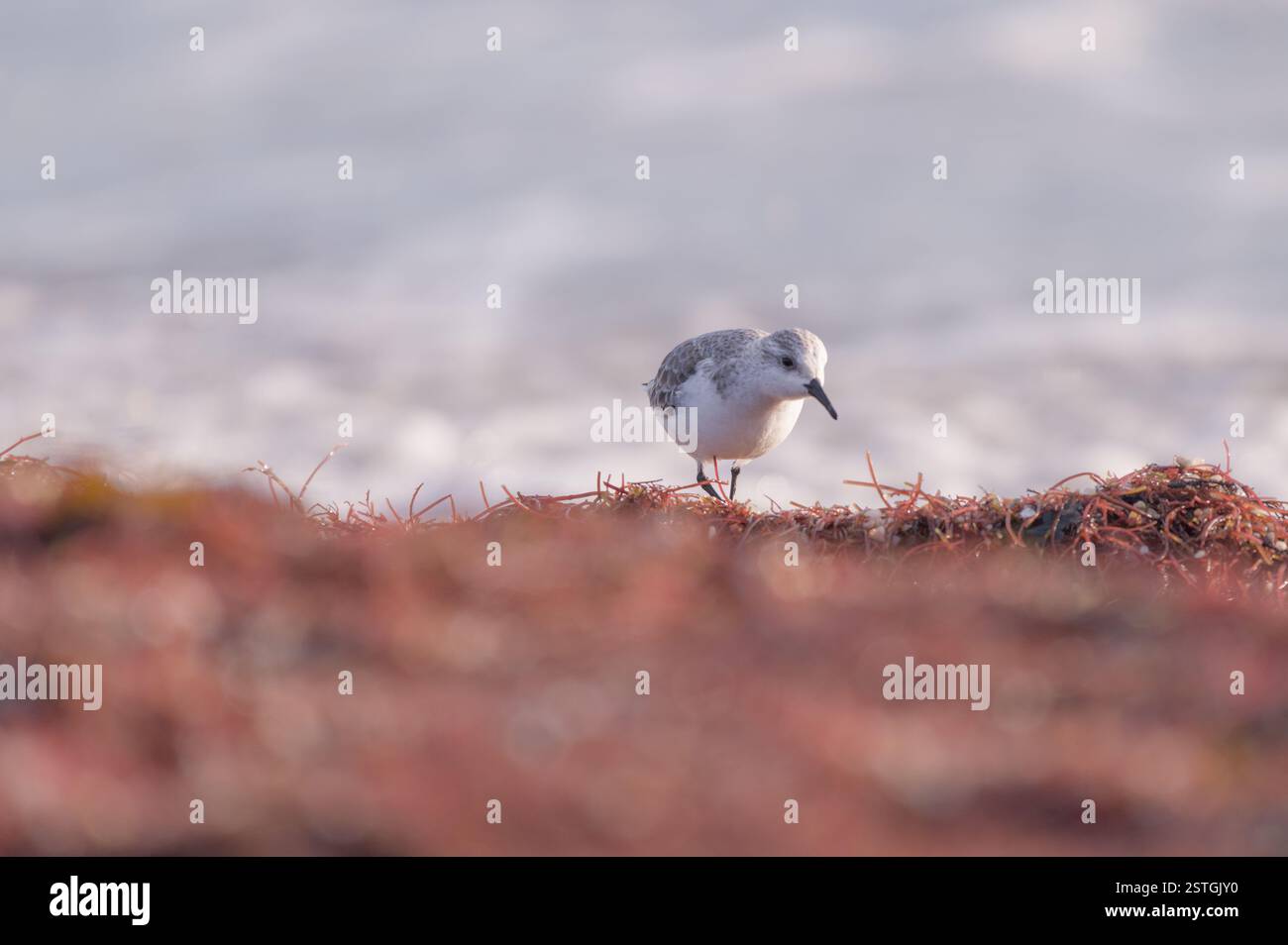 Sanderling alla ricerca di cibo nelle alghe sul mare della spiaggia di Suscinio in Bretagna Foto Stock