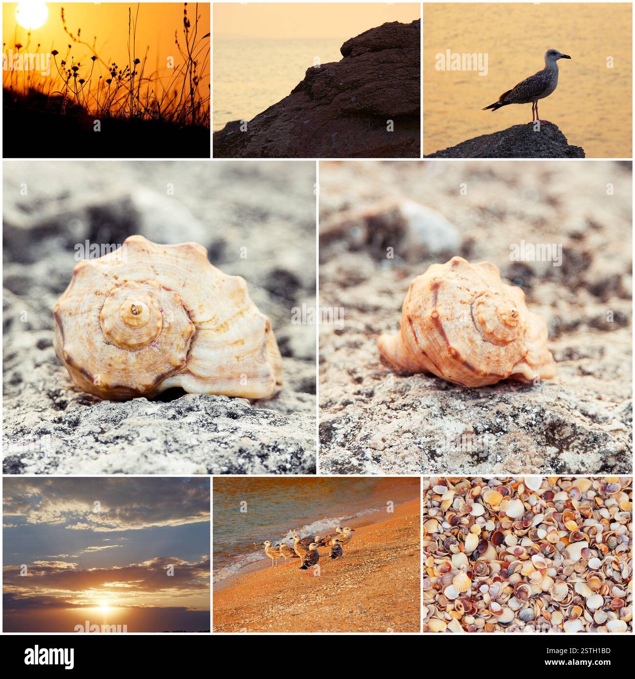 Natura selvaggia del mare collage di tonica tramonto foto. Foto Stock