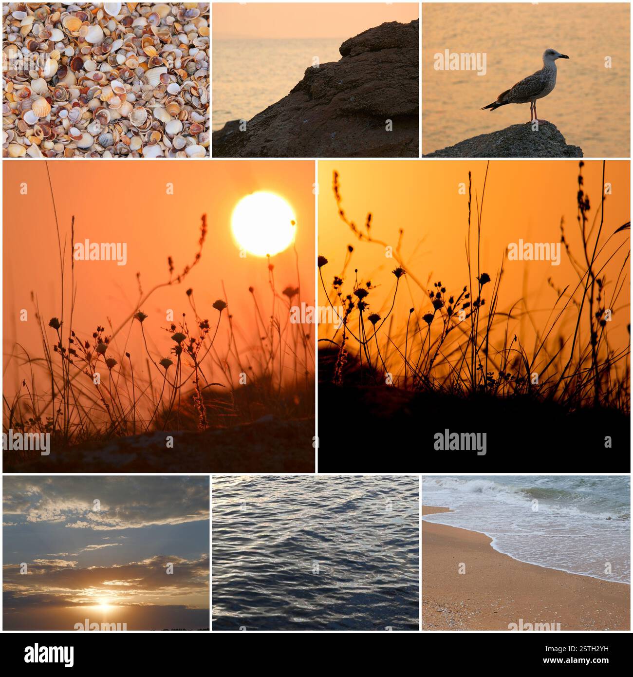 Il gabbiano si erge su una pietra costiera in una luce del tramonto sul mare. Il mare è bellissimo. Incredibile luce del tramonto. Il gabbiano e il tramonto meraviglioso Foto Stock